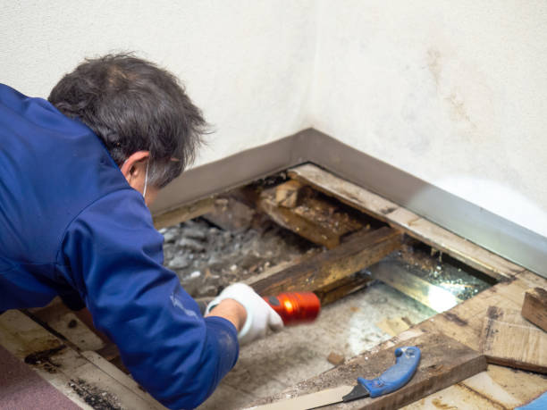 Best Commercial Mold Removal  in Coral Springs, FL