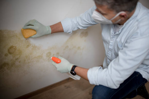 Best Same-Day Mold Removal  in Coral Springs, FL