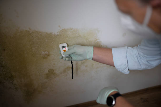 Best Home Mold Removal  in Coral Springs, FL