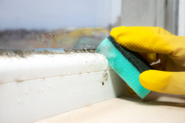 Crawl Space Mold Removal in Coral Springs, FL