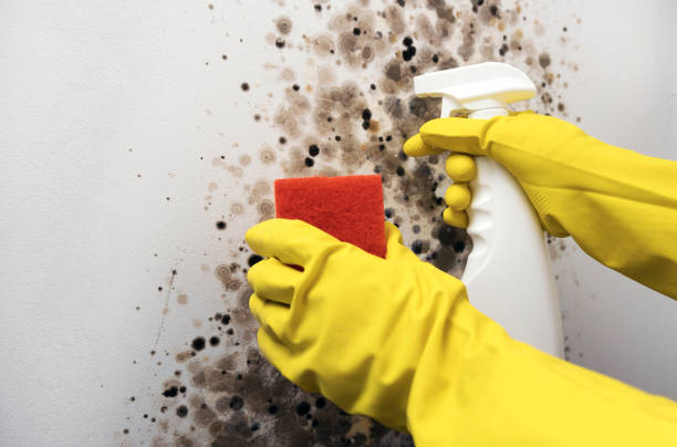 Best Commercial Mold Removal  in Coral Springs, FL