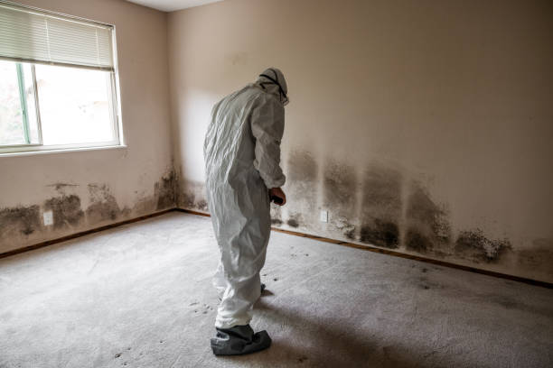Professional Mold Removal in Coral Springs, FL