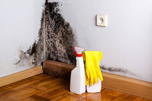 Best Toxic Mold Removal  in Coral Springs, FL