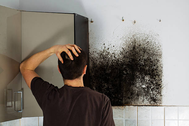 Mold Removal Process in Coral Springs, FL