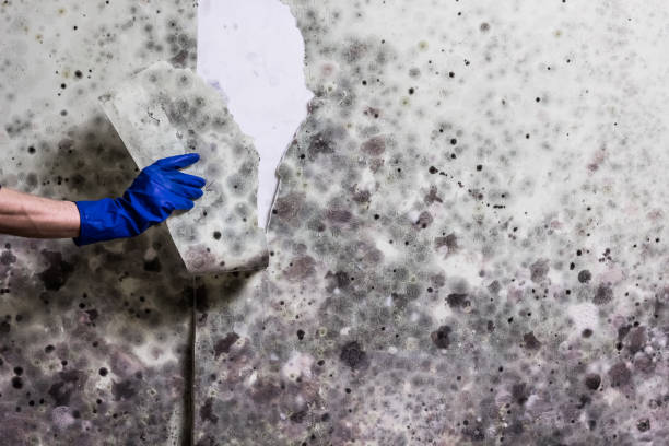 Best Mold Damage Repair  in Coral Springs, FL