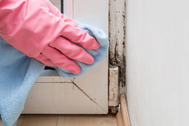 Best Mold Removal Specialists  in Coral Springs, FL